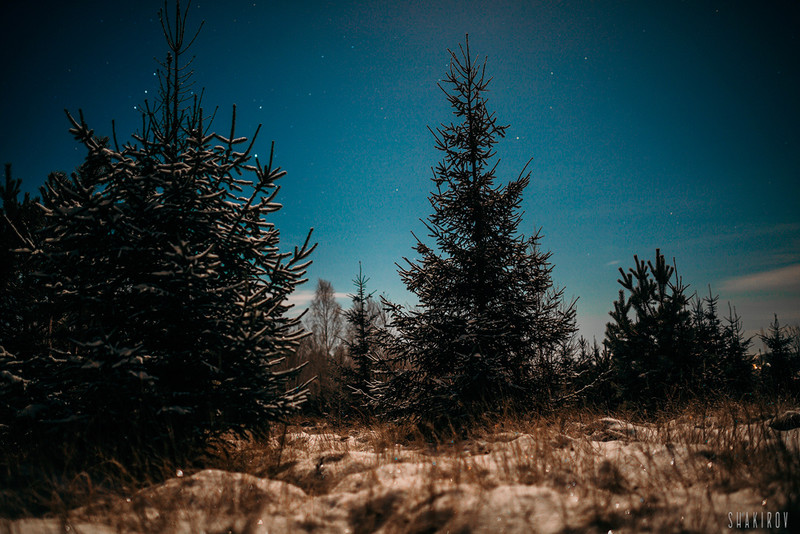 В российском селе мужчины сбежали от мобилизации в лес за клюквой