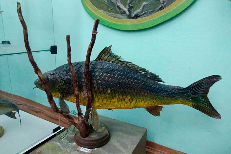 Каменцам и гостям города предлагают посетить музей природы с чучелами животных и рыб и интерактивными проектами. Как записаться?