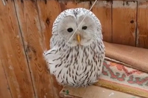 «У всех утро как утро, а у меня сова». Лесная пернатая приземлилась на балкон дома по проспекту Победы к жителю Каменска-Уральского