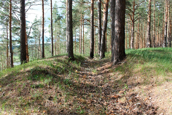 УГХ Каменска-Уральского передало СинТЗ часть леса для реконструкции водовода — после работ земля здесь должна быть в идеальном состоянии