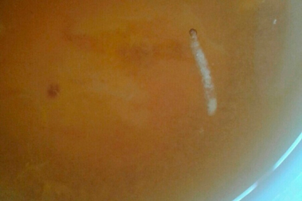 В уральскую школу, где ученики нашли опарыша в компоте, нагрянет проверка. ФОТО