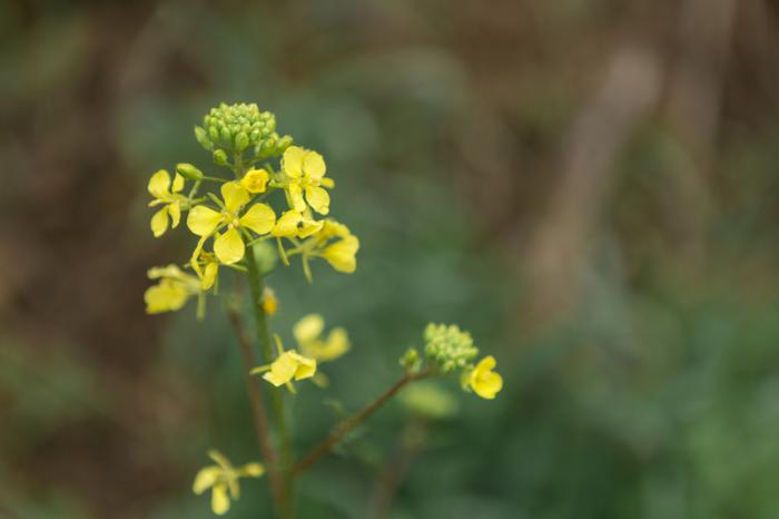 Не пересаживай растения и не ссорься: что можно и нельзя делать православным 13 сентября в Куприянов день | 13 сентября православные отмечают Куприянов день