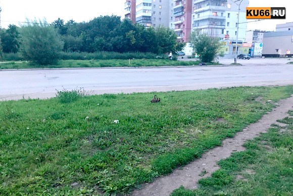 Вечерний променад… Накануне вечером жители Каменска наблюдали, как по городу ходила утка с утятами. «Крякали и бегали друг за другом»