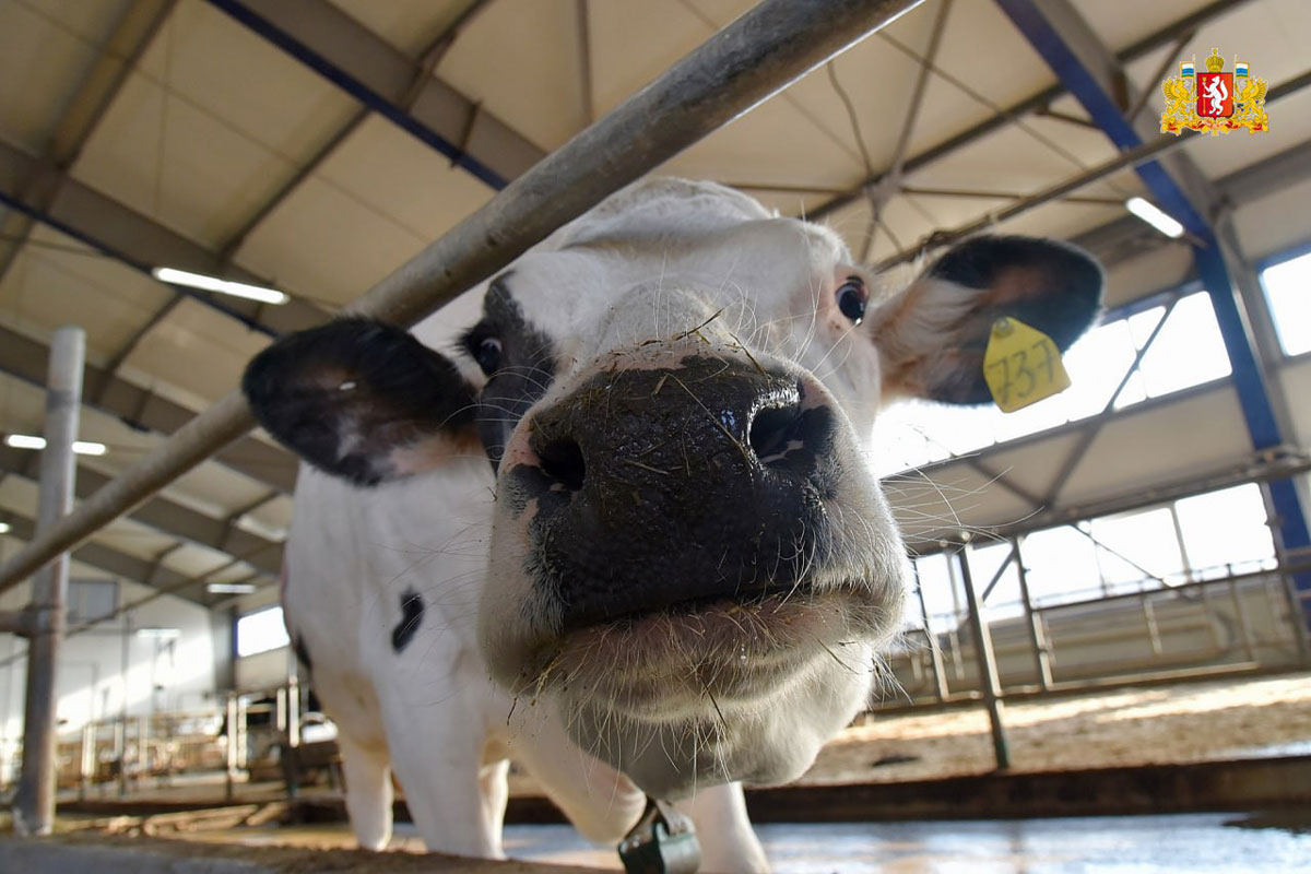 В Свердловской области переработка молока выросла более чем на 30% | Молочные заводы Свердловской области резко увеличили переработку сырья