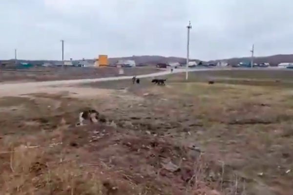 Мать растерзанного собаками ребенка рассказала о трагедии Мать растерзанного собаками ребенка рассказала о трагедии