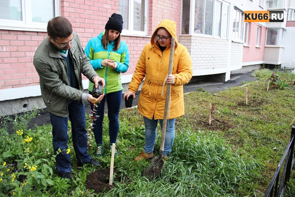Во дворах Каменска-Уральского появилось несколько десятков деревьев и кустарников, благодаря участникам проекта «Наш зеленый Каменск»
