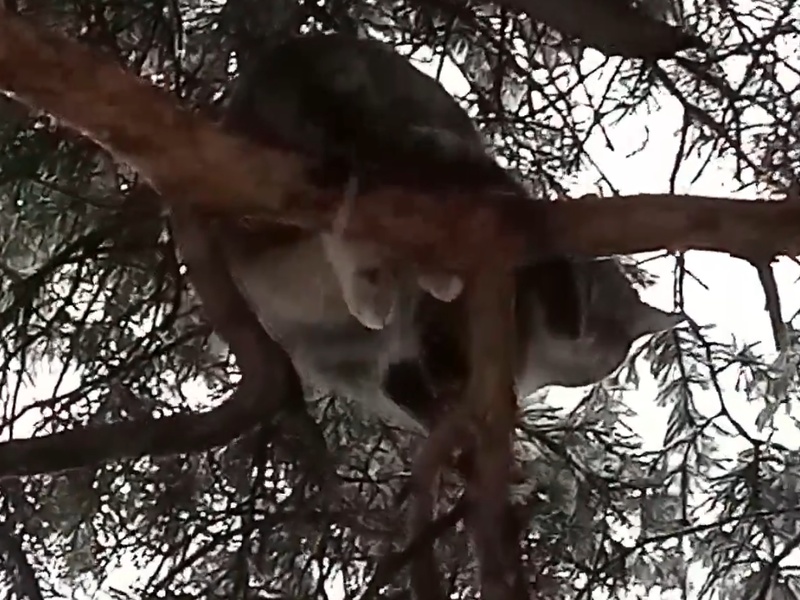 В Свердловской области спасли кота с 20-метровой сосны после трёх дней на дереве | Кота, просидевшего трое суток на сосне, благополучно эвакуировали зооспасатели