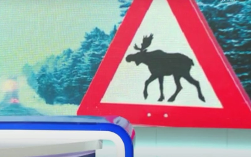 Почему лоси идут к дороге? Начальник каменской ГИБДД Алексей Морозов высказался о животных, провоцирующих ДТП на свердловских трассах Почему лоси идут к дороге? Начальник каменской ГИБДД Алексей Морозов высказался о животных, провоцирующих ДТП на свердловских трассах