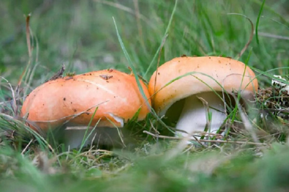 В России за сбор грибов будут сажать на 9 лет