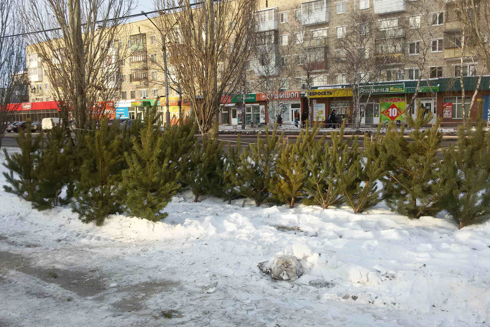 Не только сосны, но и ели: в Каменске-Уральском новогодних красавиц из Челябинской и Курганской области будут продавать в 25 точках города