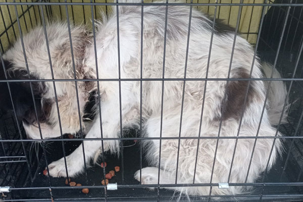 В Каменске-Уральском мошенница спасла пса, которого пытались задушить тросом