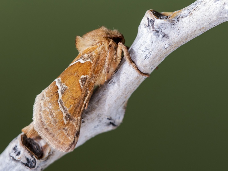 Свердловские леса под угрозой: опасные вредители нападают на хвойные деревья | Уральские леса проверили на вредителей: выявлены опасные карантинные организмы