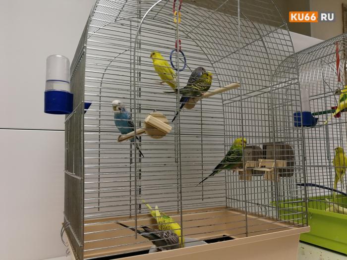 480 попугайчиков привезли в Свердловскую область из Краснодарского края | В Кольцово доставили 480 попугаев из Краснодара для зоомагазина