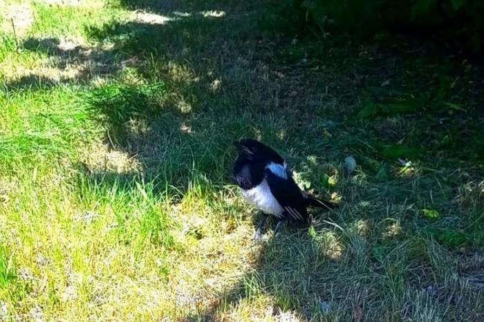 Как сотрудники свердловского суда подружились с сорокой: история спасения птенца | Сотрудники Свердловского облсуда спасли птенца сороки