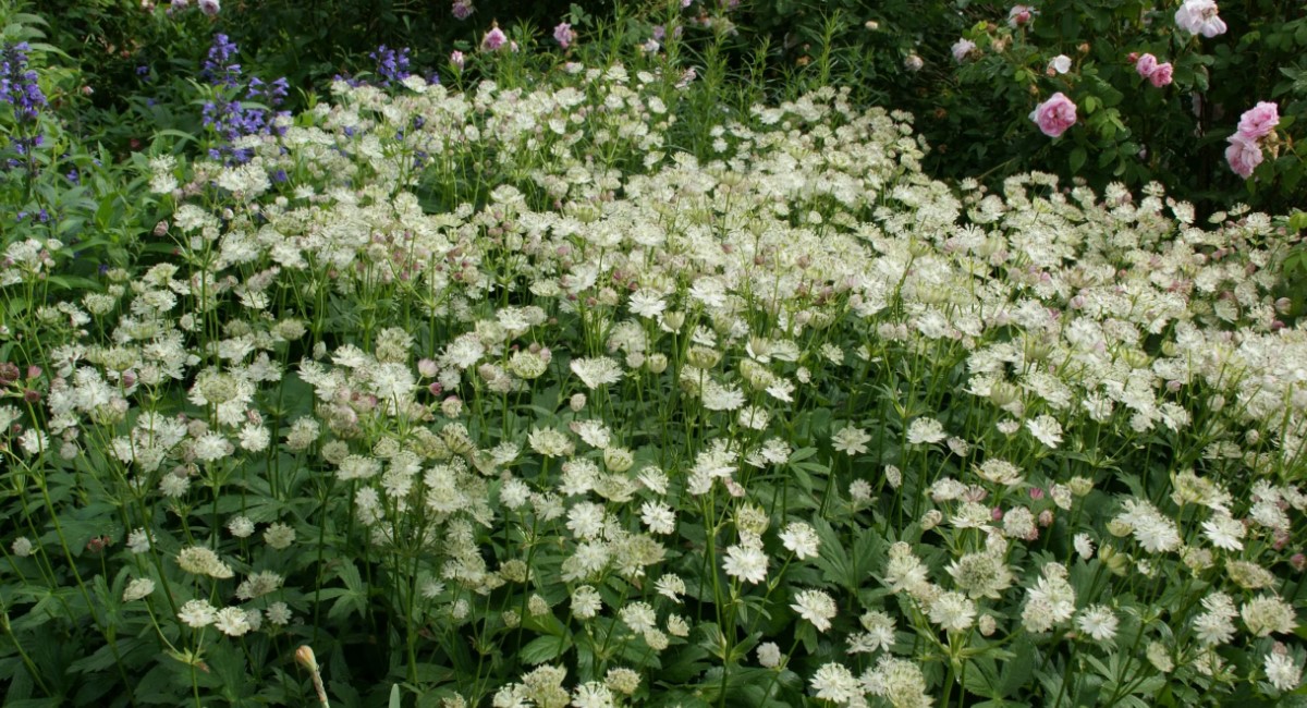 Нашла эффектный многолетник: цветет до самой осени - пышное воздушное "облако" с минимальным уходом