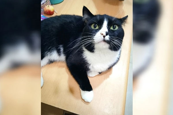 В Каменске-Уральском волонтеры пристраивают кота, которого прежние владельцы привязывали к батарее