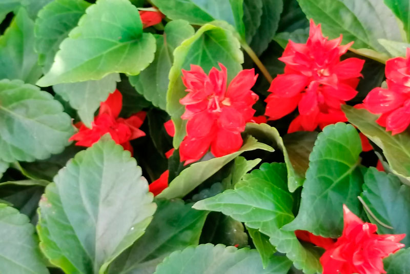 На газоны и клумбы в Каменске начали высаживать рассаду цветов. Коммунальщики боятся, что вновь, как и год назад, начнется воровство