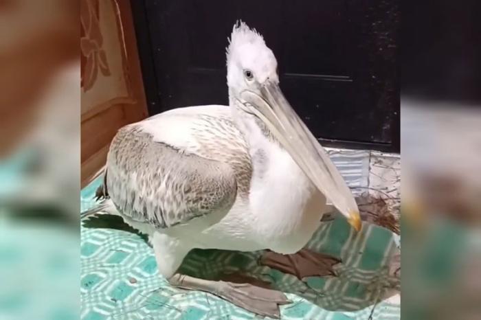 В Уральском заказнике вернули на свободу редкого кудрявого пеликана | На Урале выпустили в дикую природу кудрявого пеликана