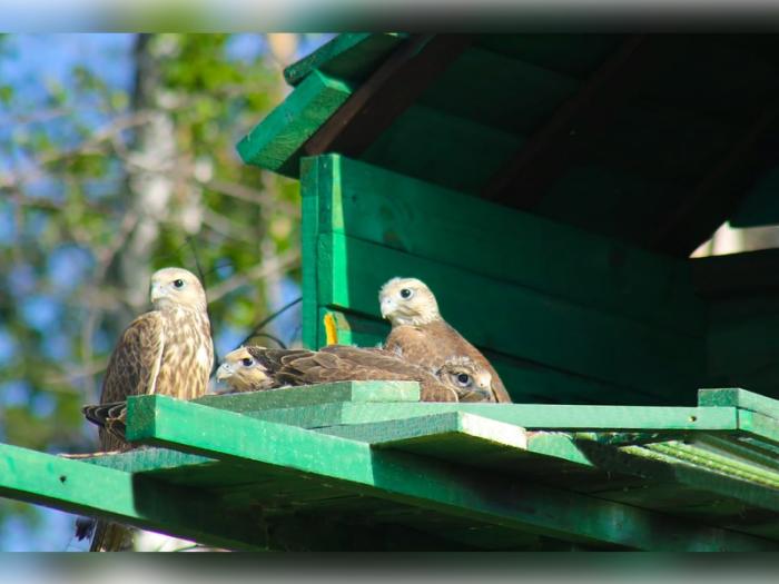 Птицы вернулись в небо: в Свердловской области при поддержке СинТЗ выпустили краснокнижных соколов | Красная книга оживает: на Урале выпустили исчезающего хищника Птицы вернулись в небо: в Свердловской области при поддержке СинТЗ выпустили краснокнижных соколов | Красная книга оживает: на Урале выпустили исчезающего хищника