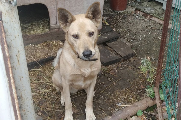 Аферистку и «псевдозозащитницу» из Каменска-Уральского уличили в бездушии к животным