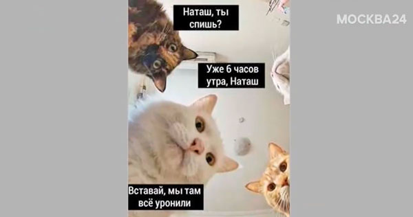 Предпринимательница из Москвы намерена запатентовать мем о Наташе и котах