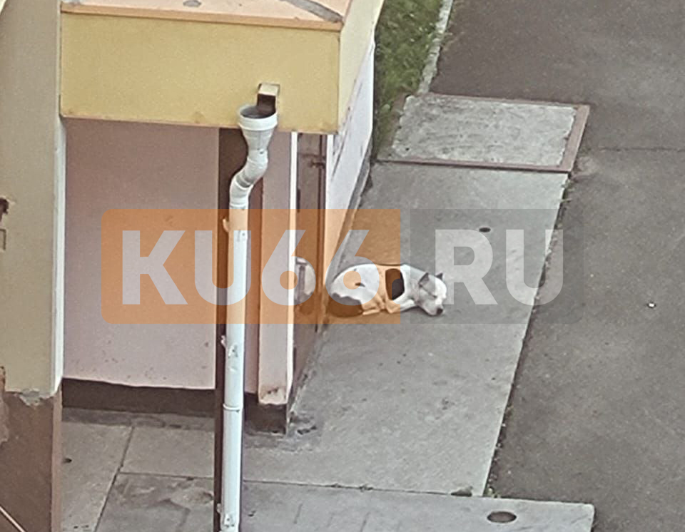 Хозяева бросили в одном из каменских дворов питбуля — люди боятся заходить в подъезд | В Каменске-Уральском неизвестные оставили питбуля во дворе жилого дома