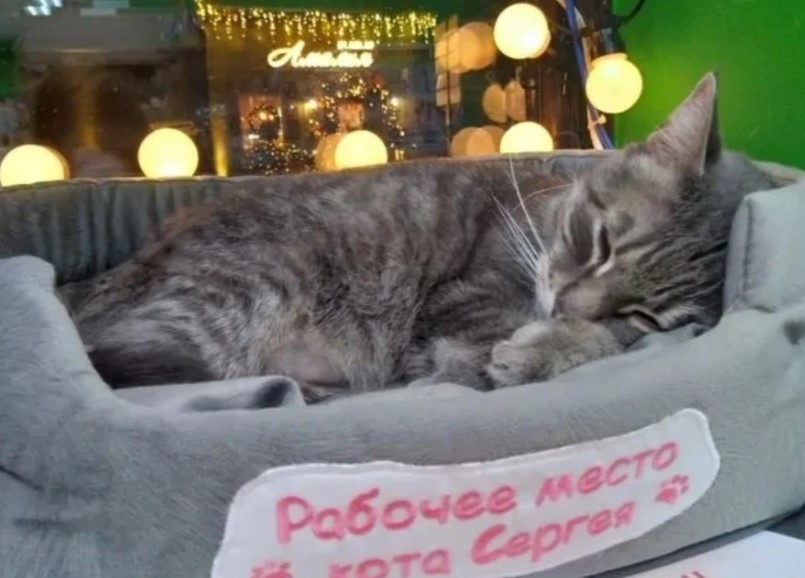 История кота Сергея: пушистый работник из Зеленоградска, уволенный из магазина, «вышел на пенсию» | Кот Сергей, уволенный из зеленоградского магазина, стал почетным пенсионером