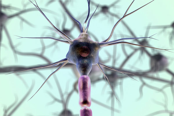 Миф развенчан: нервные клетки всё-таки могут восстанавливаться | Эксперт объяснила, что нервные клетки частично восстанавливаются