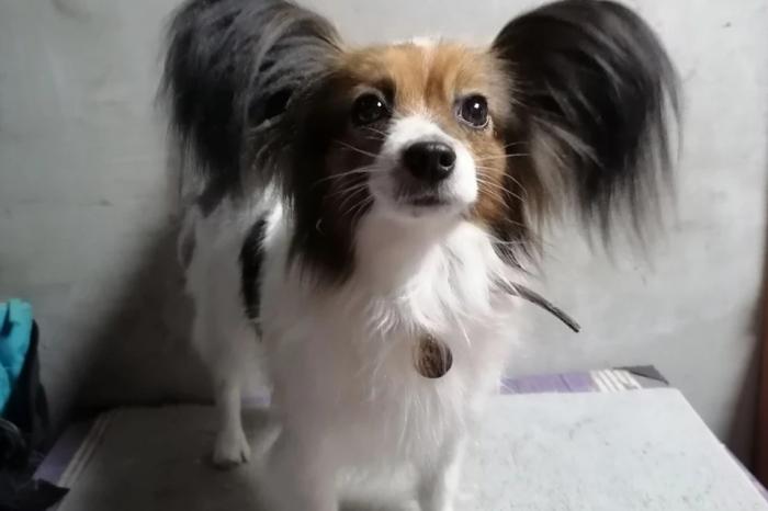 Пропавшую в поезде Новороссийск – Екатеринбург собаку нашли! Вы не поверите, что ее спасло | Пропавшую в поезде Новороссийск – Екатеринбург собаку Шуру нашли