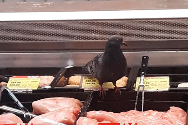 Руководство «Мегамарта» в Каменске-Уральском санэпидемиологи накажут за голубя, который летал в холодильном оборудовании рядом с мясом