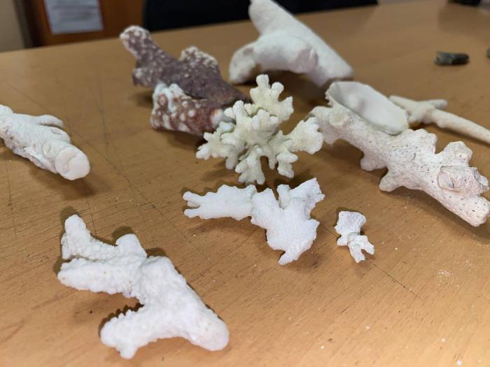 Пассажирку с кораллами из Дубая задержали в аэропорту Кольцово | В Кольцово у екатеринбурженки отобрали кораллы из Дубая