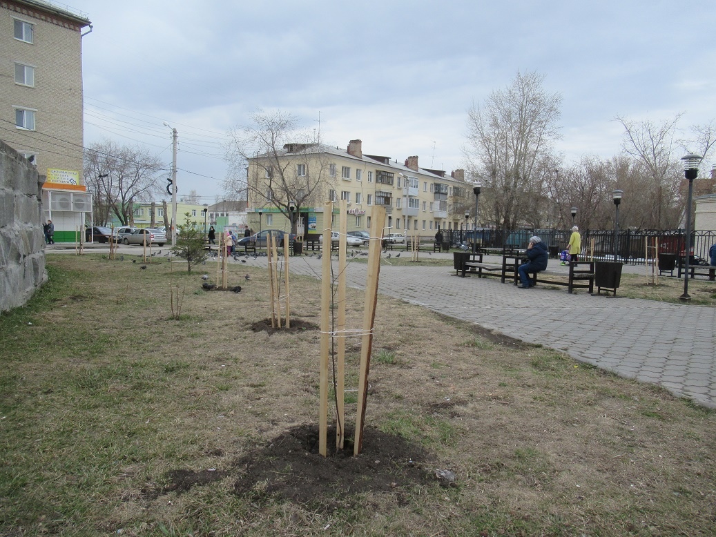 Яблони, тополя, липы, спиреи и барбарис высаживают в Каменске-Уральском в рамках программы озеленения. Где уже появились новые кустарники?