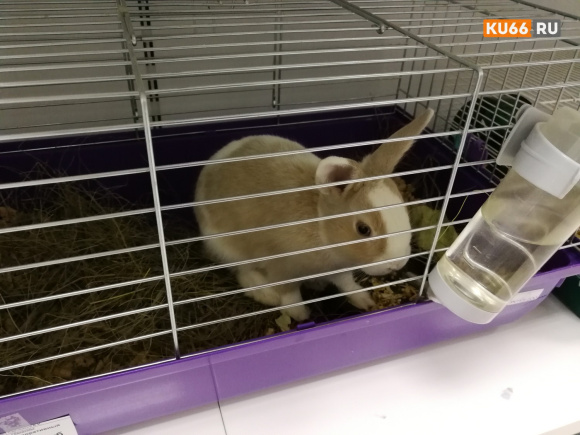 Психологи рассказали, кому нельзя заводить домашних животных