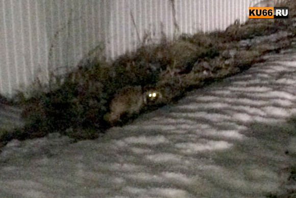 «Мордочка, как у енота, один в один...» В селе под Каменском-Уральским мужчина увидел необычного зверя. ФОТО, ВИДЕО