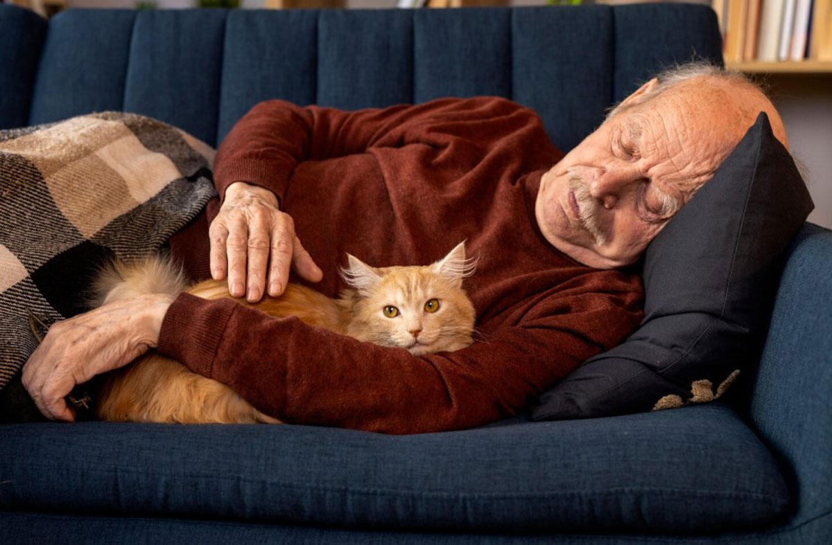 Почему кошки спят с человеком: 3 основные причины и важные нюансы, о которых следует помнить