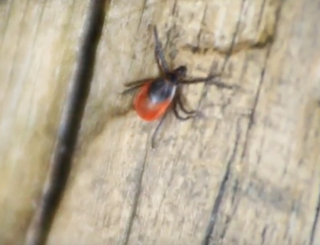 Кровососы ведут себя активно, но пока без последствий: санэпидемиологи назвали Каменск-Уральский в числе проблемных городов по укусам клещей