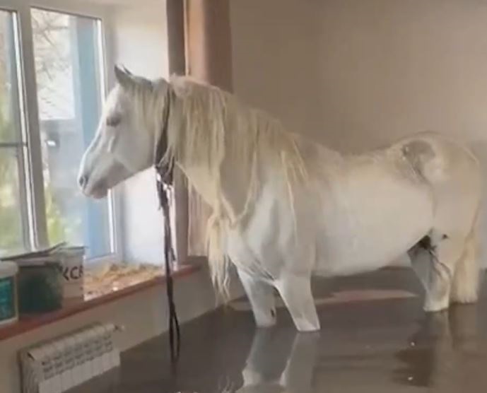 В Оренбурге спасатели вызволяли коня со второго этажа жилого дома | Оренбургские спасатели вызволяли коня со второго этажа затопленного дома