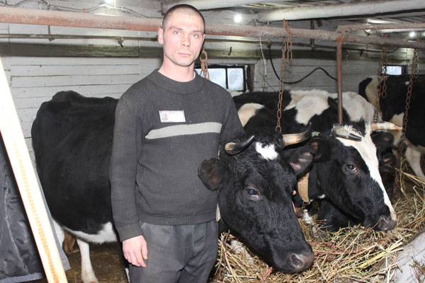 58,3 тонн молока надоили в каменской колонии ИК-47 58,3 тонн молока надоили в каменской колонии ИК-47