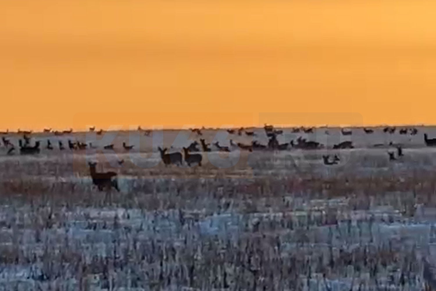 Под Каменском-Уральским жители заметили стадо диких животных. Видео Под Каменском-Уральским жители заметили стадо диких животных. Видео