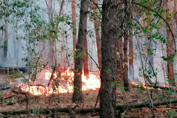 Огонь на подступах к деревне Монастырка в Каменске: жуткие кадры, которые вряд ли оставят равнодушными. К счастью, пожар уже потушили