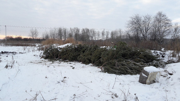 Продавцы елок устроили несанкционированную свалку на окраине Каменска-Уральского. ФОТО