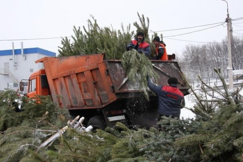 Не втыкать в сугроб, не бросать где попало. Мусорщики – жителям Каменска-Уральского: «Елки несите на площадки для крупногабаритных отходов» Не втыкать в сугроб, не бросать где попало. Мусорщики – жителям Каменска-Уральского: «Елки несите на площадки для крупногабаритных отходов»