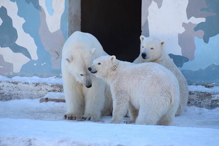 Белого медвежонка из Якутии привезли в Екатеринбургский зоопарк. Фото | Из Якутии в Екатеринбург привезли детеныша белого медведя
