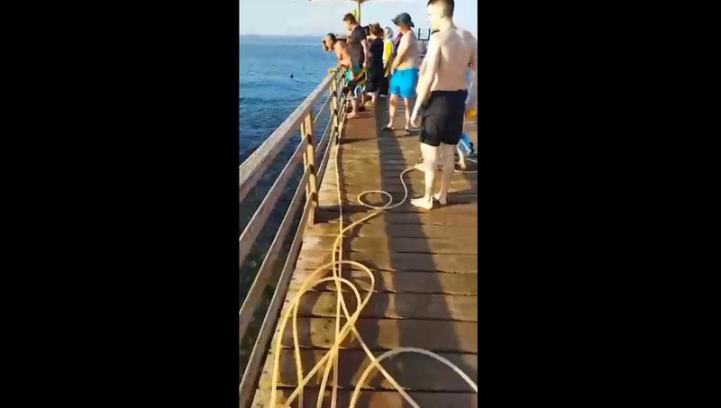 После нападения акулы на двух человек в Хургаде стали закрывать пляжи