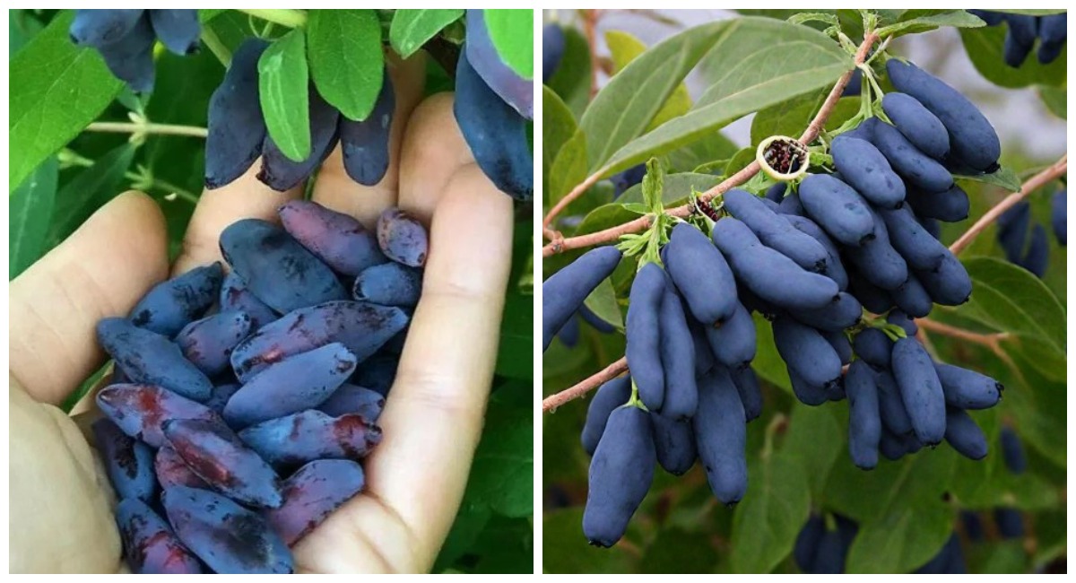 До набухания почек — обязательно: сыплю вокруг жимолости 3 пригоршни порошка — собираем ягоды ведрами