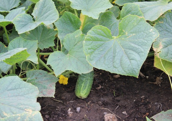 Сами растят, сами и есть будут: осужденные колонии в Каменске-Уральском выращивают помидоры на 200 квадратных метрах и огурцы на 30 сотках