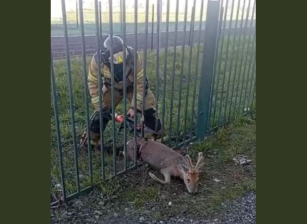 Свердловские сотрудники МЧС освободили косулю из «школьного» заточения | Свердловские спасатели освободили косулю, застрявшую на территории школы