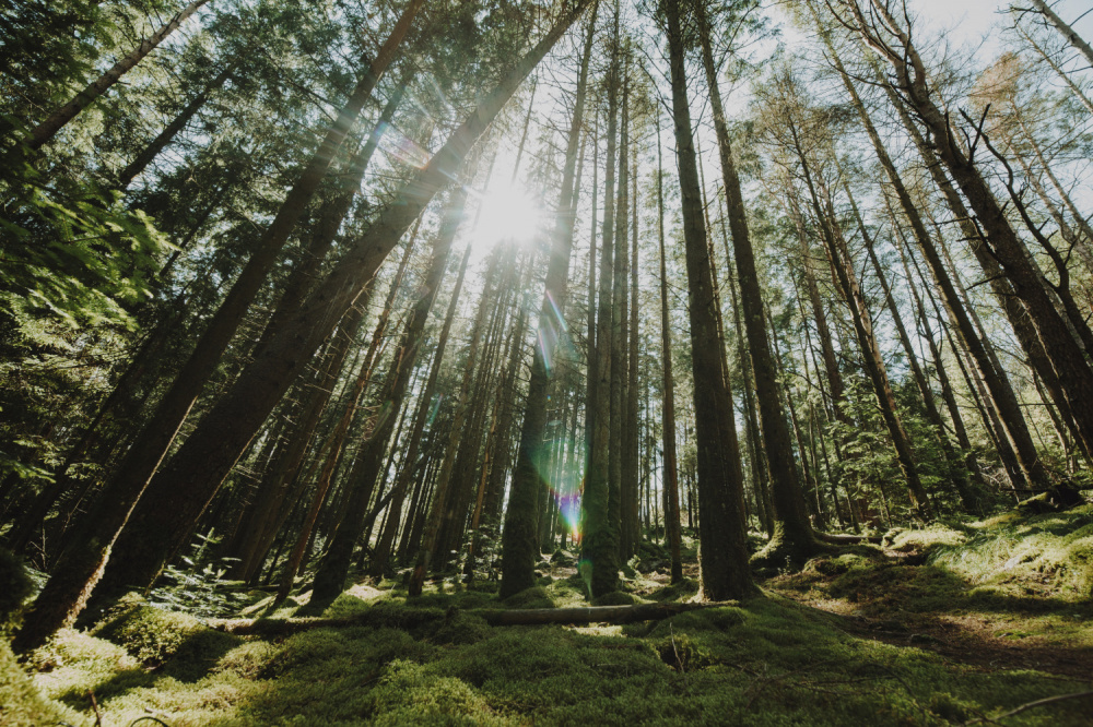 Редкие растения из Красной книги обнаружены в парках Свердловской области