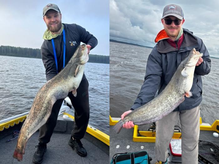 Рыба размером с человека! Свердловчане вытащили гиганта из Камы | Свердловские рыбаки поймали огромного сома в Пермском крае