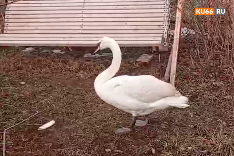 Самая субботняя новость! Лебедь, которого спасали осенью в Каменске-Уральском, успешно перезимовал, окреп и останется жить в частном доме